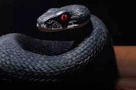 تفسير حلم الأفاعي والثعابين- رمز العداوة والخطر