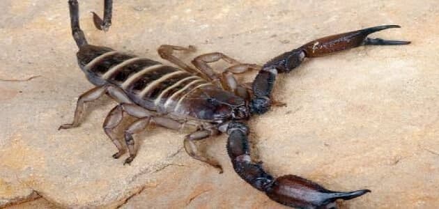 تفسير حلم العقرب في المنام- عدو نمام من الأقارب