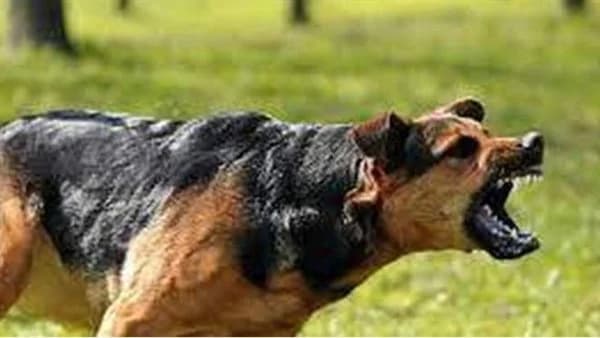 تفسير حلم الكلب في المنام- الصديق الوفي والعدو الخسيس