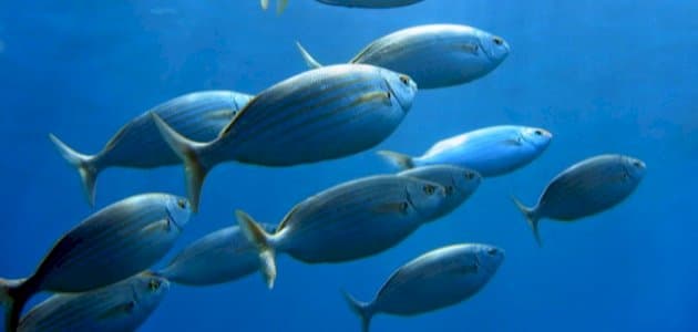 تفسير حلم السمك في المنام- رزق، غنيمة، ونساء